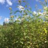 raritaet-topinambur-julebock-topinambur-julebock-fuenf-einzelne-knollen-detailansicht